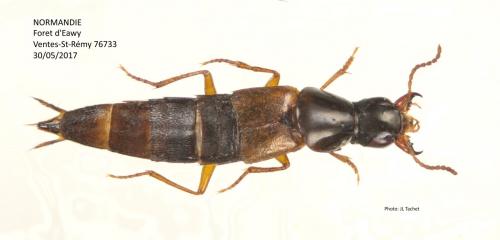 Réf. 192 842 : Quedius picipes